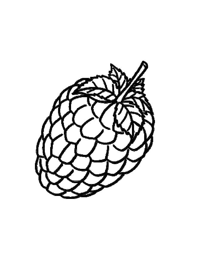 Raspberry Easy Coloring Page