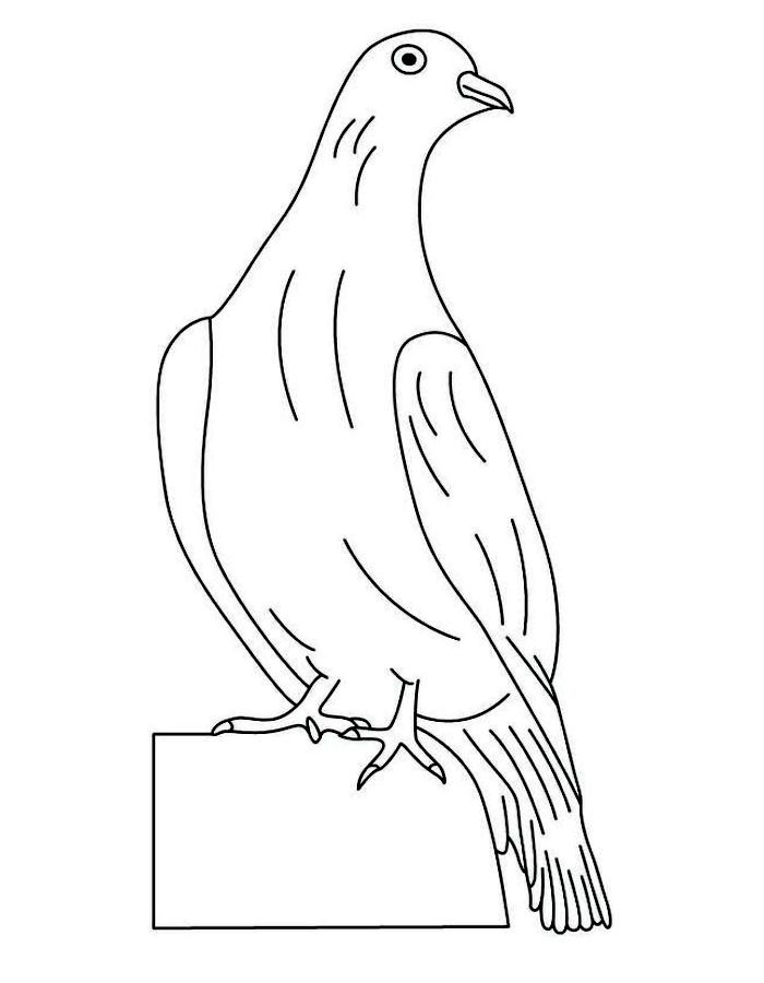 Realist Dove Bird Coloring Page