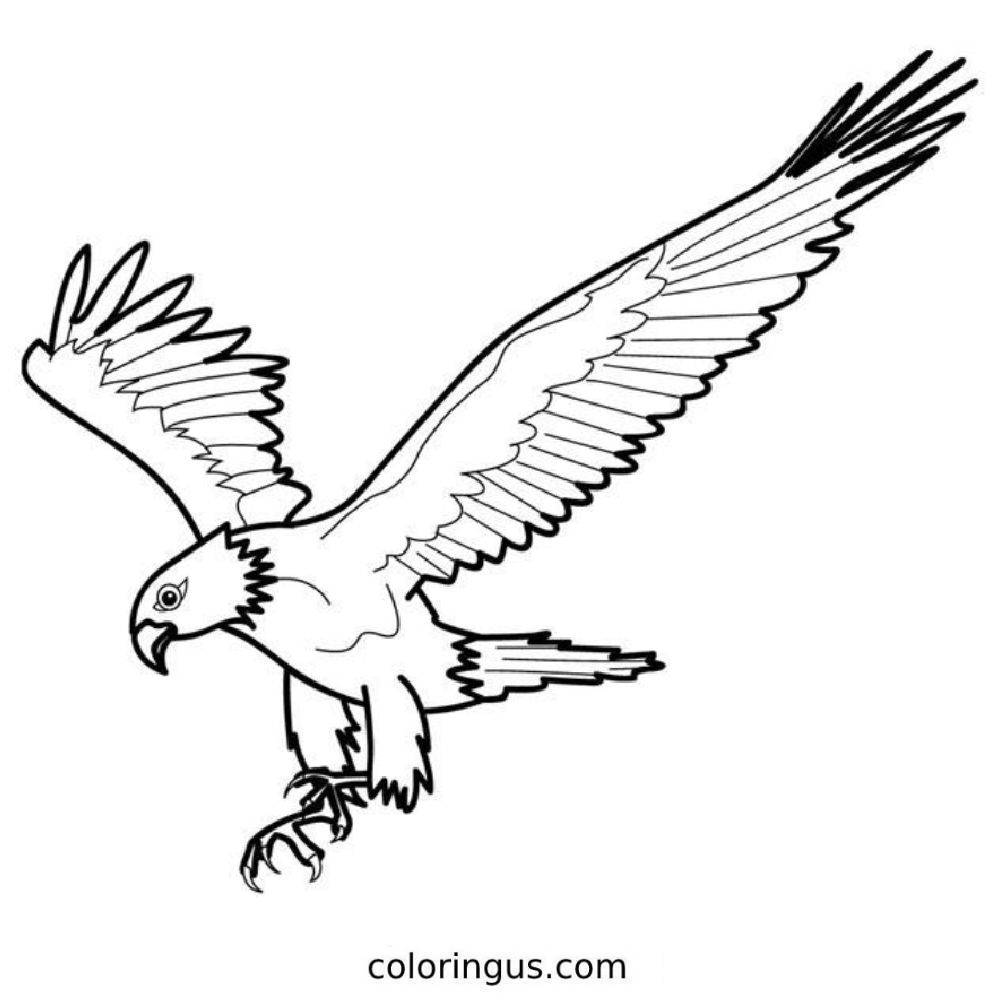 Eagle Coloring Pages Free Printable PDF Eagle Coloring Pages Free Printable PDF