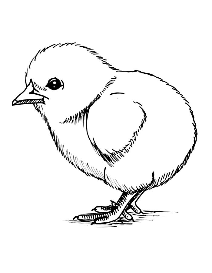 Realistic Chick Drawing Coloring Page