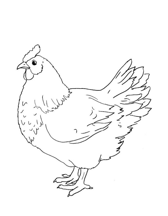 Realistic Chicken For Kids Coloring Page