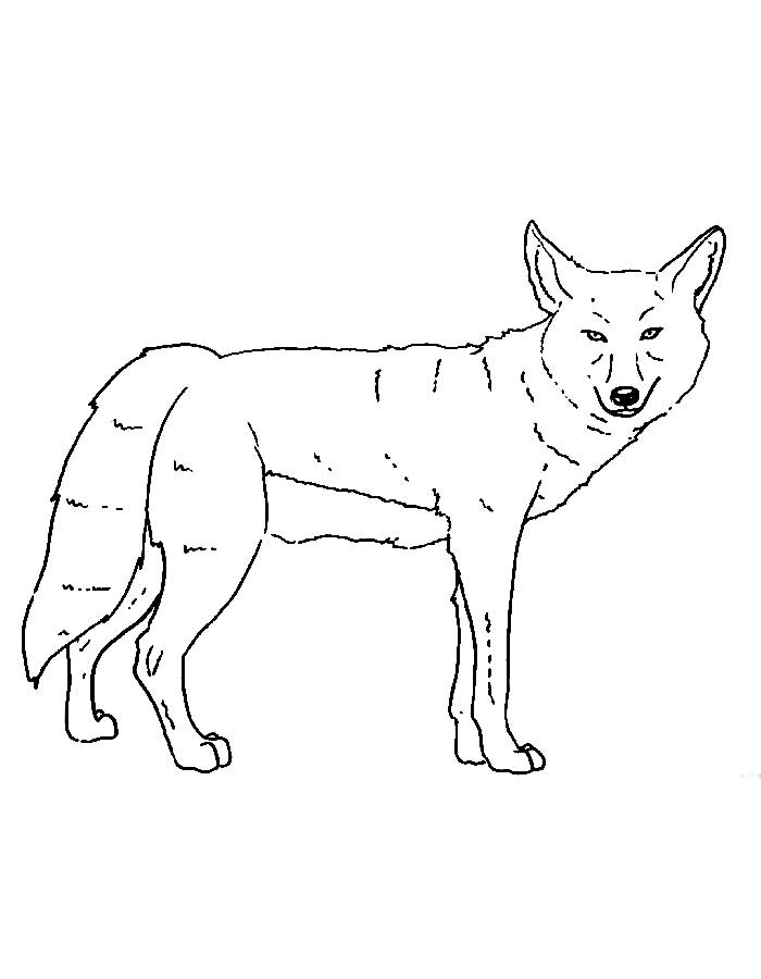 Realistic Coyote Realistic Coyote Coloring Page