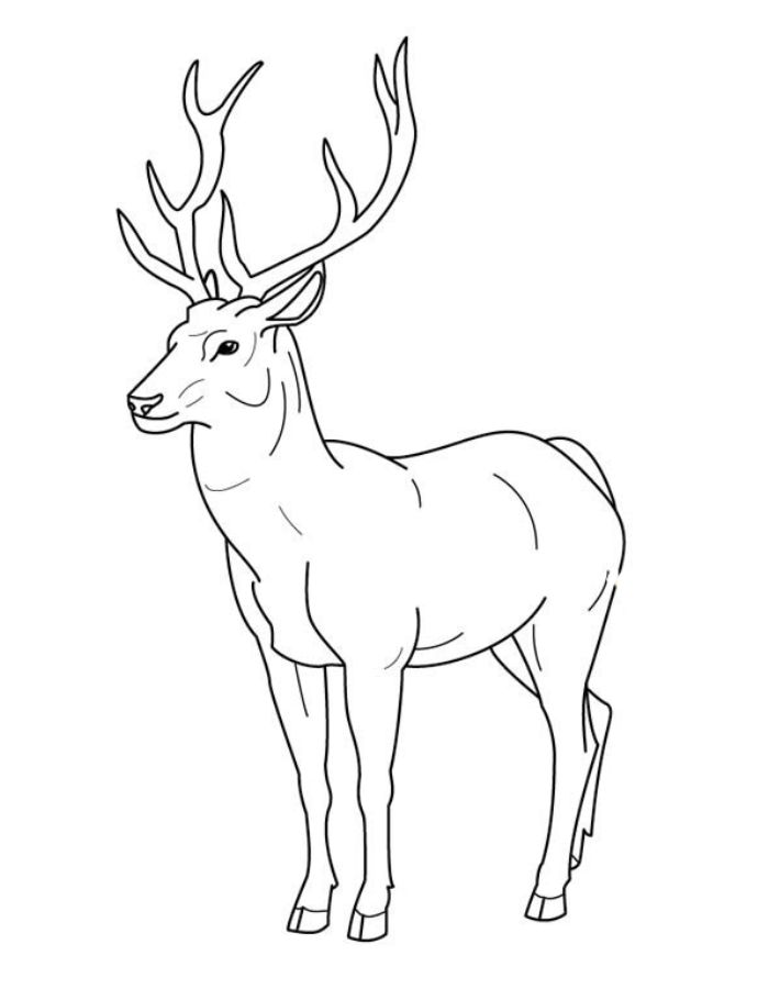 Realistic Deer Coloring Page