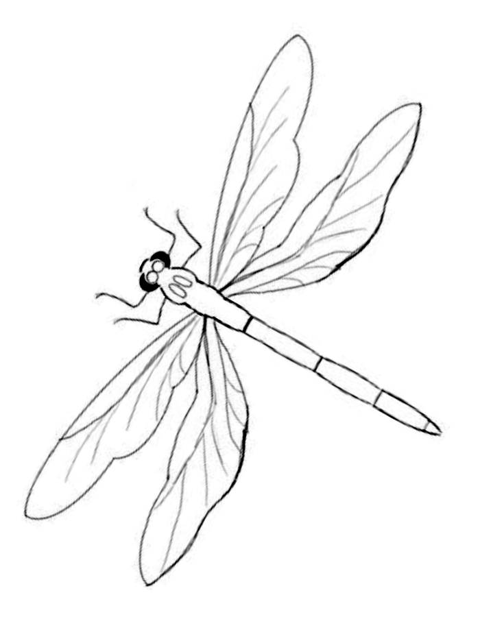 Realistic Dragonfly Coloring Page