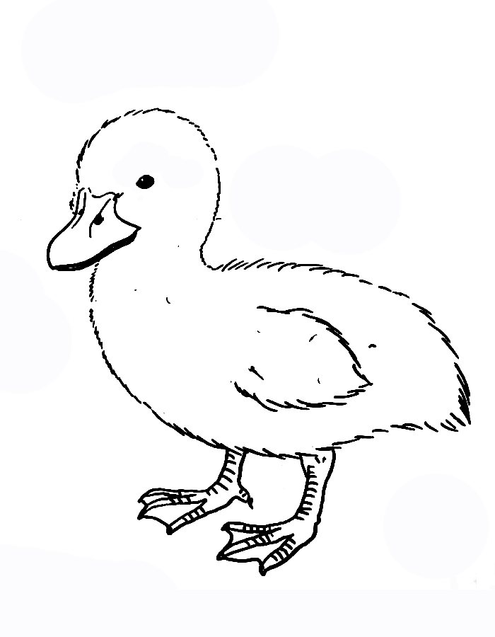 Realistic duckling coloring page - Coloringus