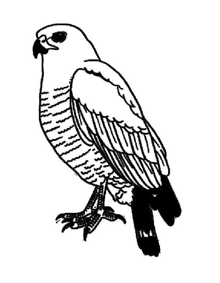 Realistic Falcon Coloring Page