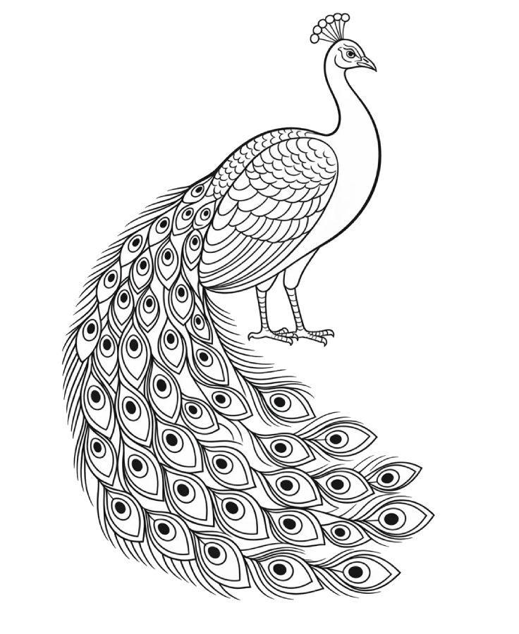Awesome Pretty Realistic Peacock Coloring Page