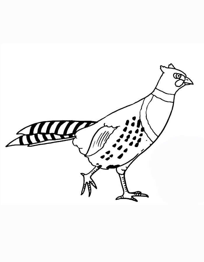 Realistic Pheasant Coloring Page