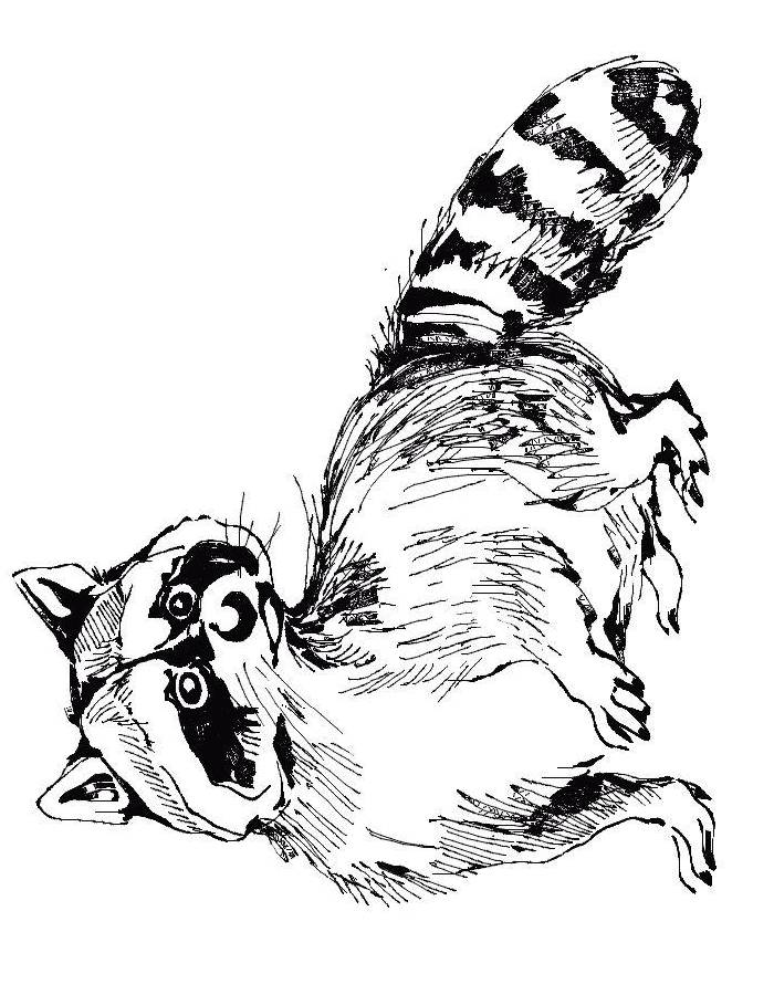 Realistic Raccoon Coloring Page