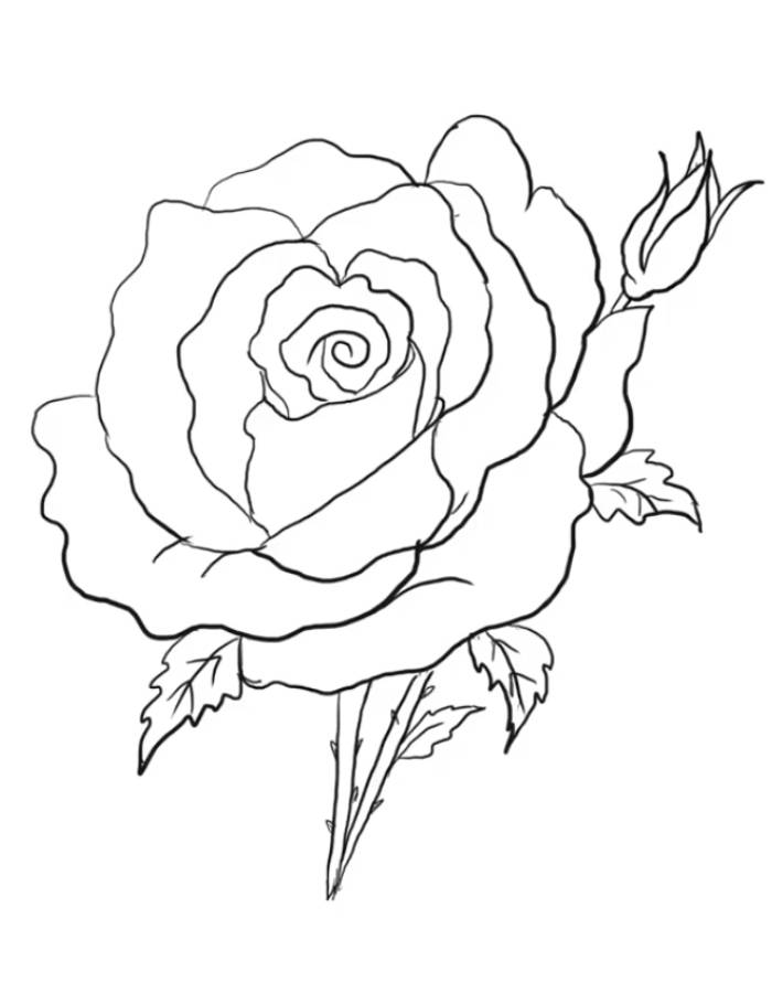 Realistic Rose Drawing