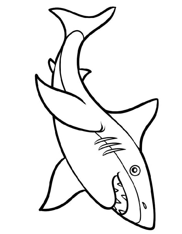 Realistic Shark Coloring Page