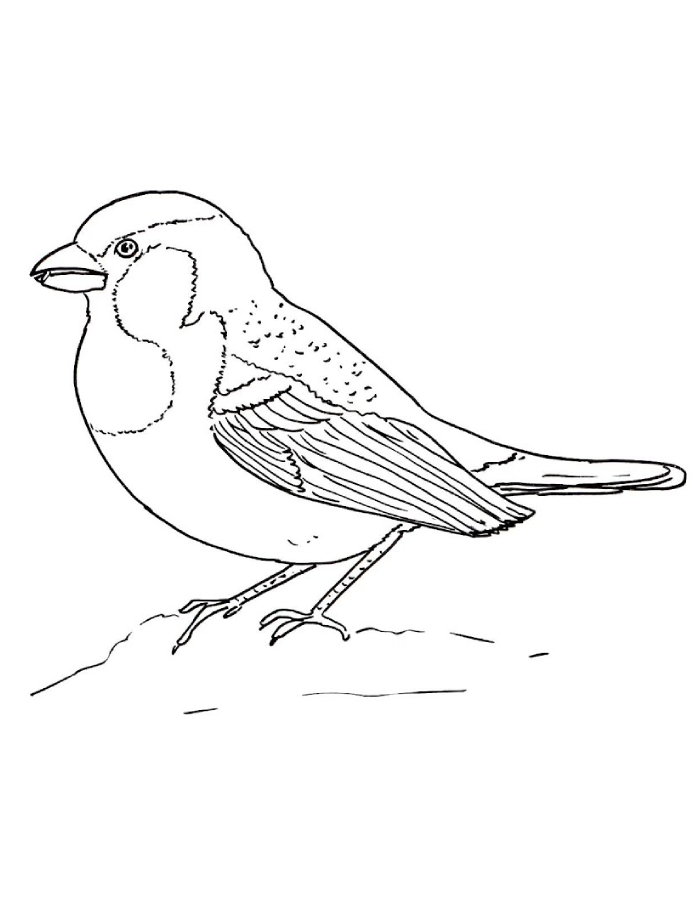 Realistic Sparrow Drawing Coloring Page