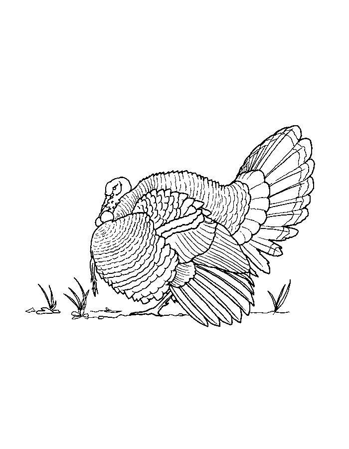 Realistic Turkey Sketch For Kids