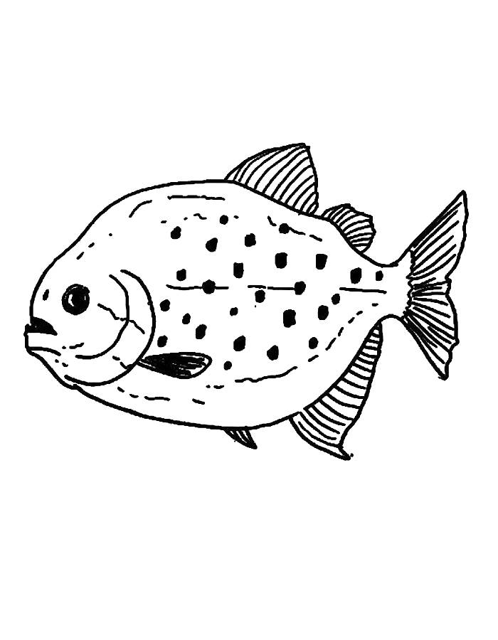 Red-bellied Piranha Coloring Page