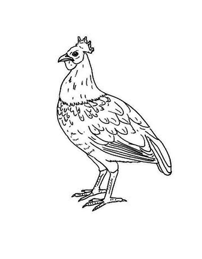 Red Junglefowl Coloring Page