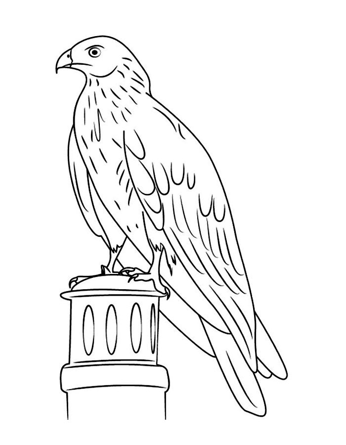 Red Kite Bird Sketch Coloring Page