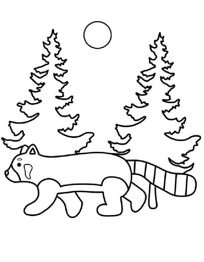 Red Panda For Kids Coloring Page