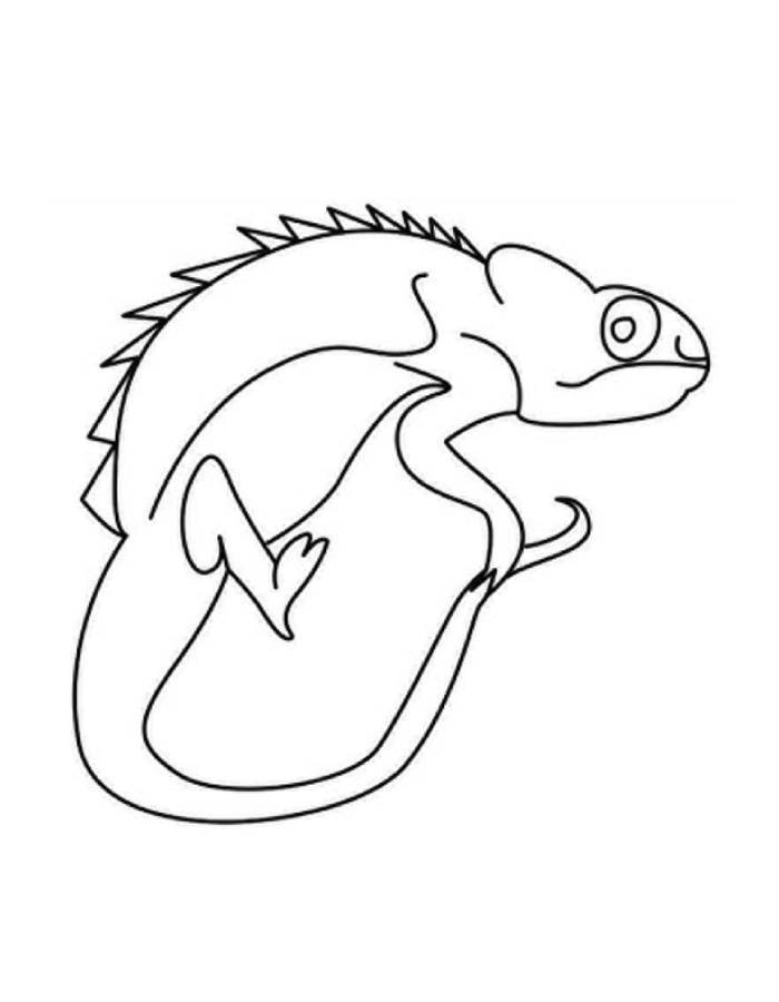 Reptile For Beginners Coloring Page