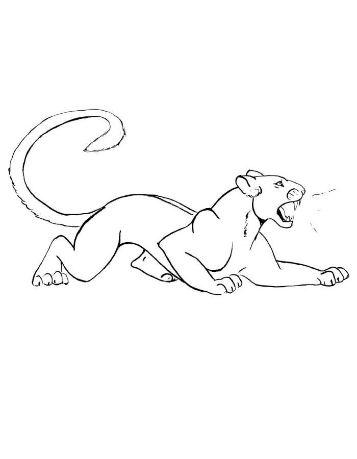 Roaring Black Panther Safari Drawing