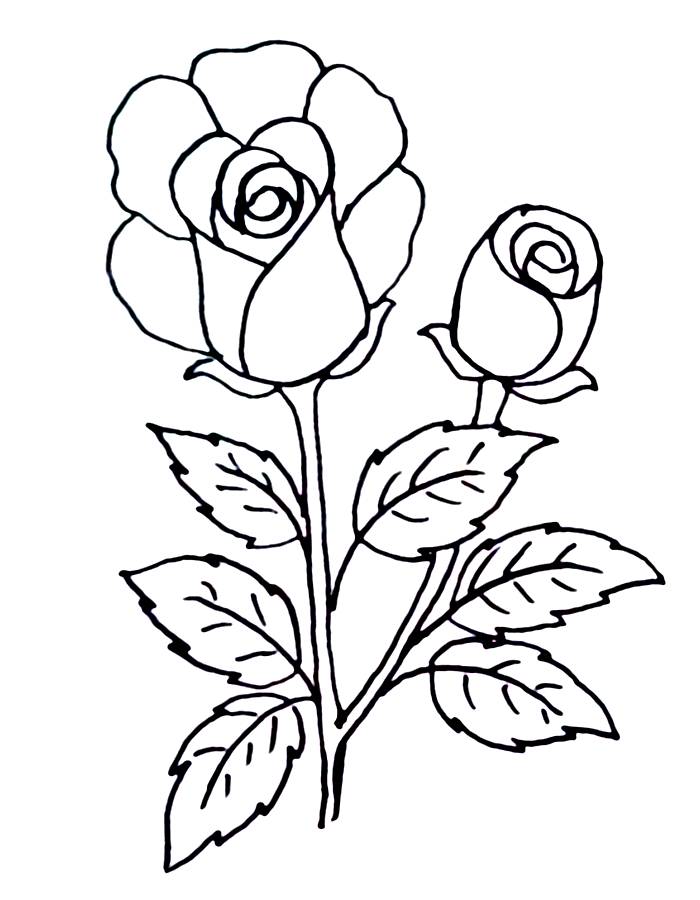 Rose Print Out