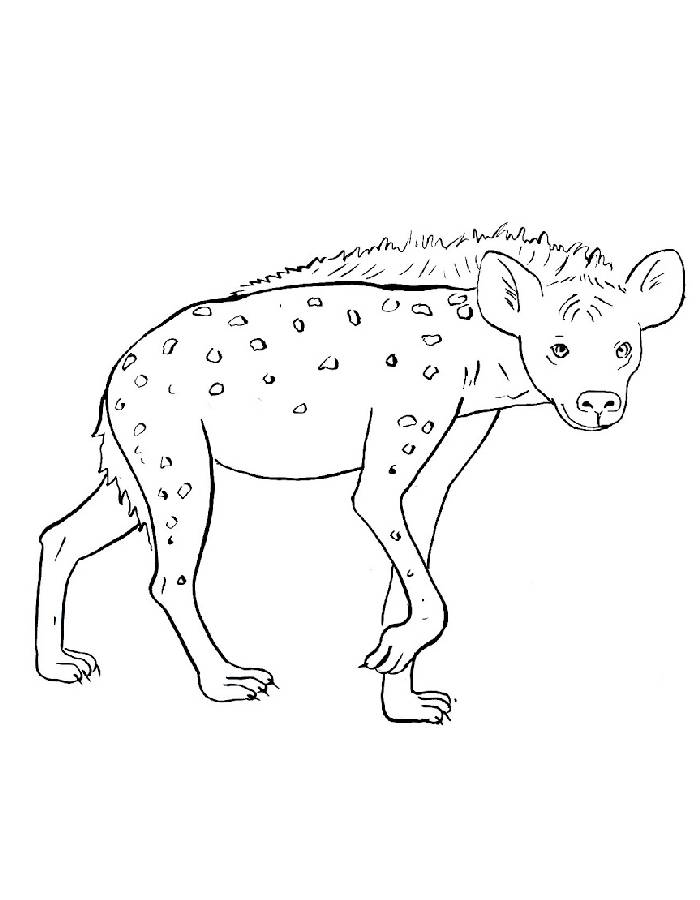 Safari Hyena