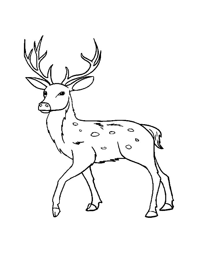 Sambar Deer Coloring Page