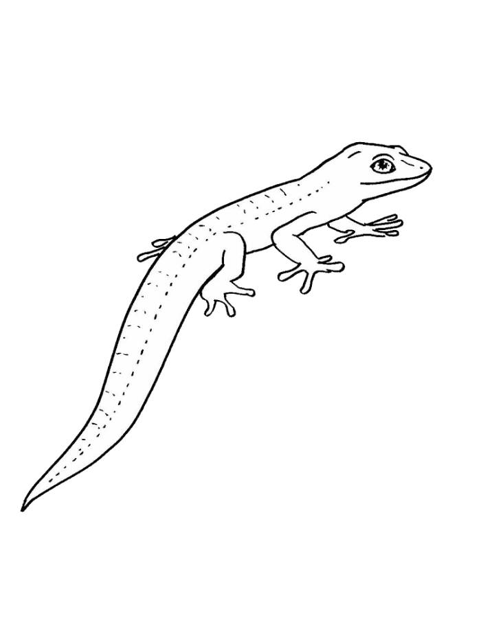 Scaled Reptiles Coloring Page