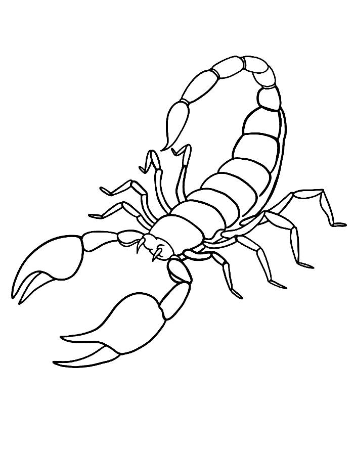 Scorpion  coloring page