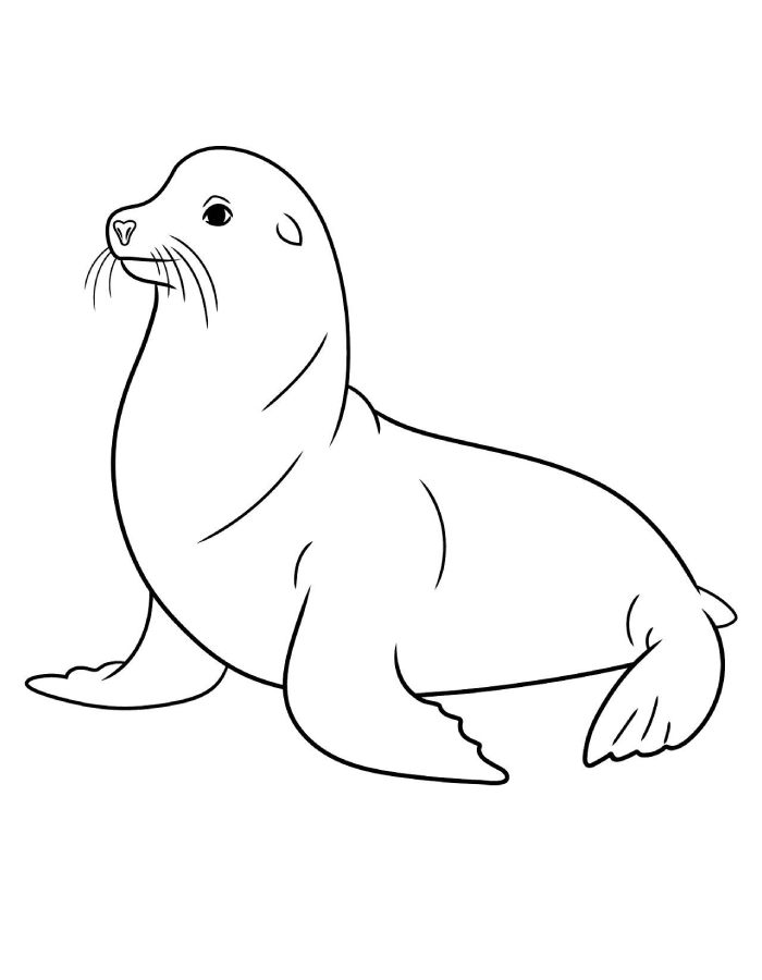 Sea Creature Sea Lion Coloring Page