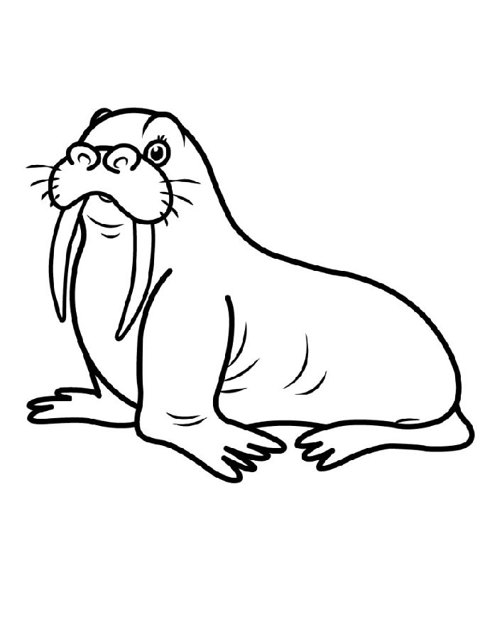 Sea Creature Walrus Coloring Page