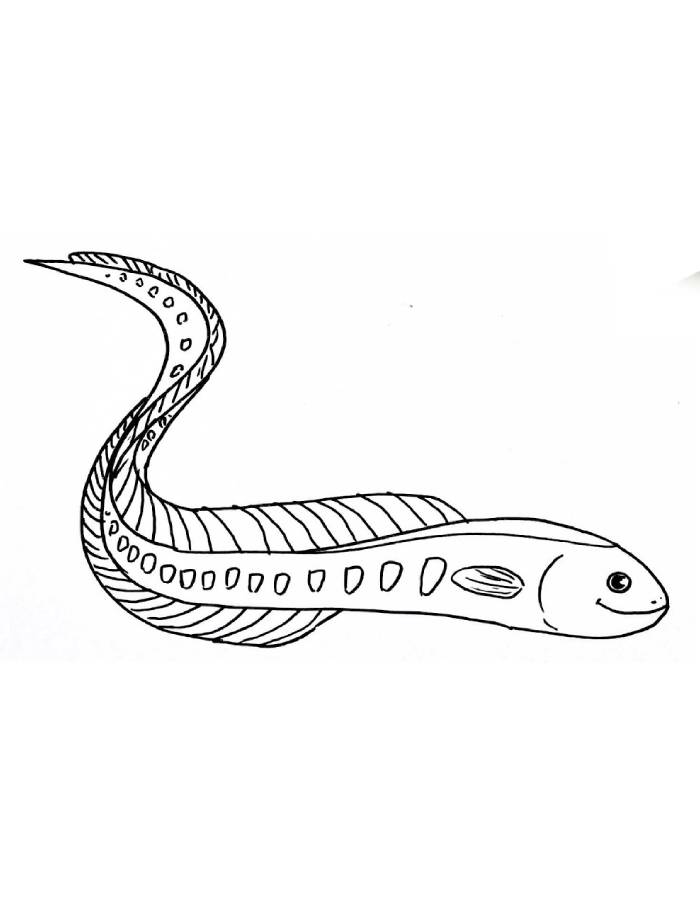 Sea Eel Drawing Easy