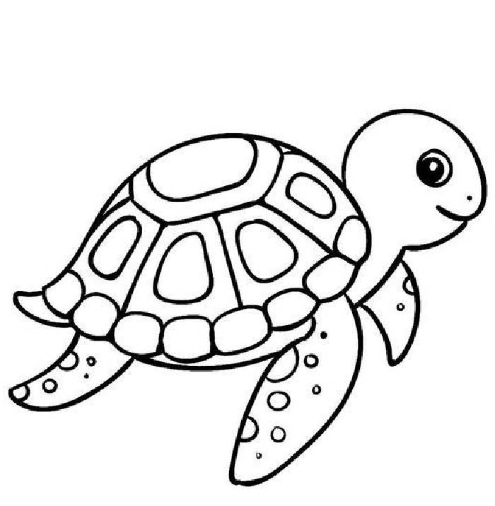 Sea turtle drawing