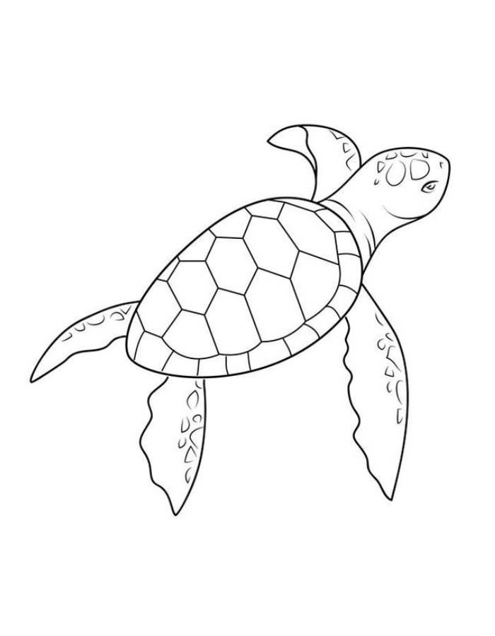 Sea Turtle Outline Pdf Coloring Page