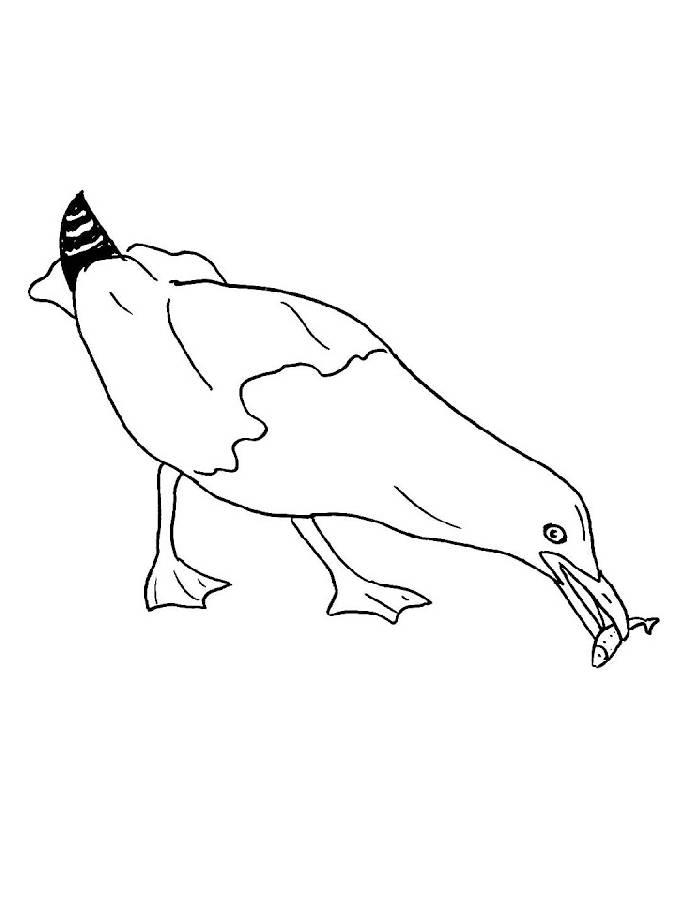 Seagull Catching Fish Drawing Easy