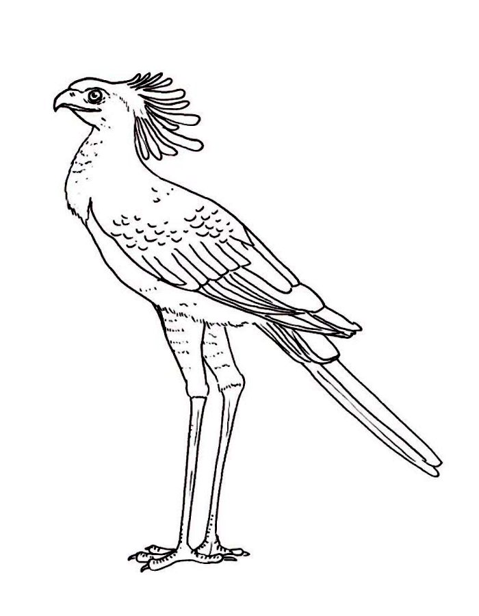 Secretarybird Coloring Page