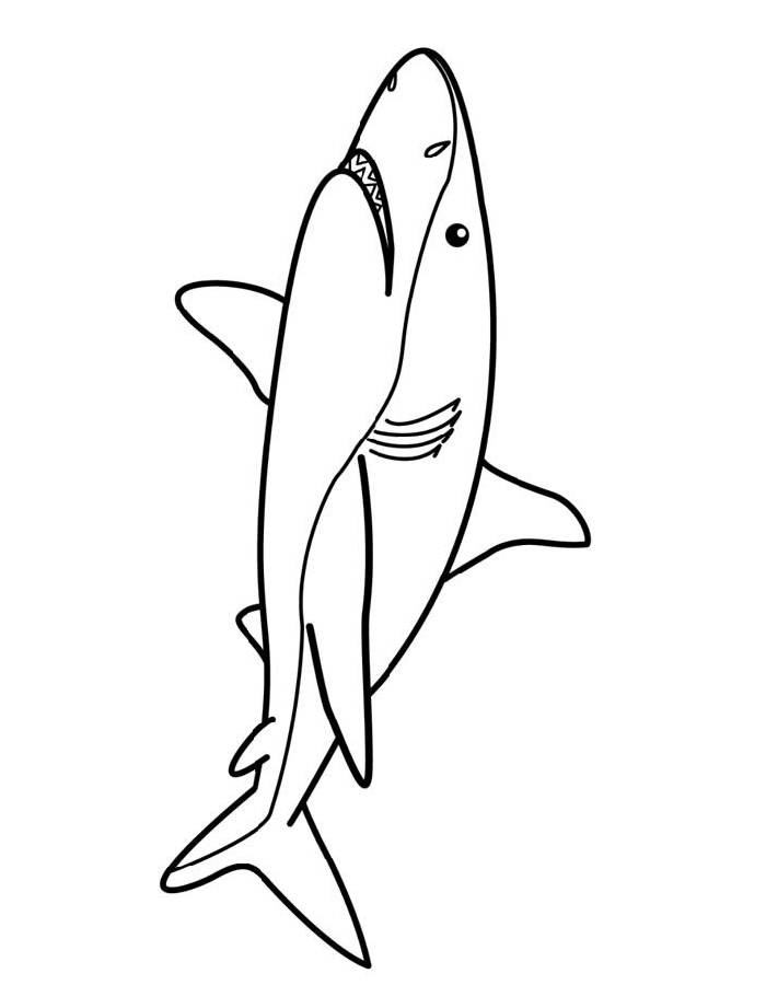 Sharks To Print Coloring Page