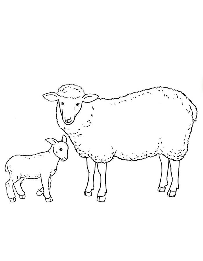 Sheep And Baby Sheep Outline Drawing Coloring Page