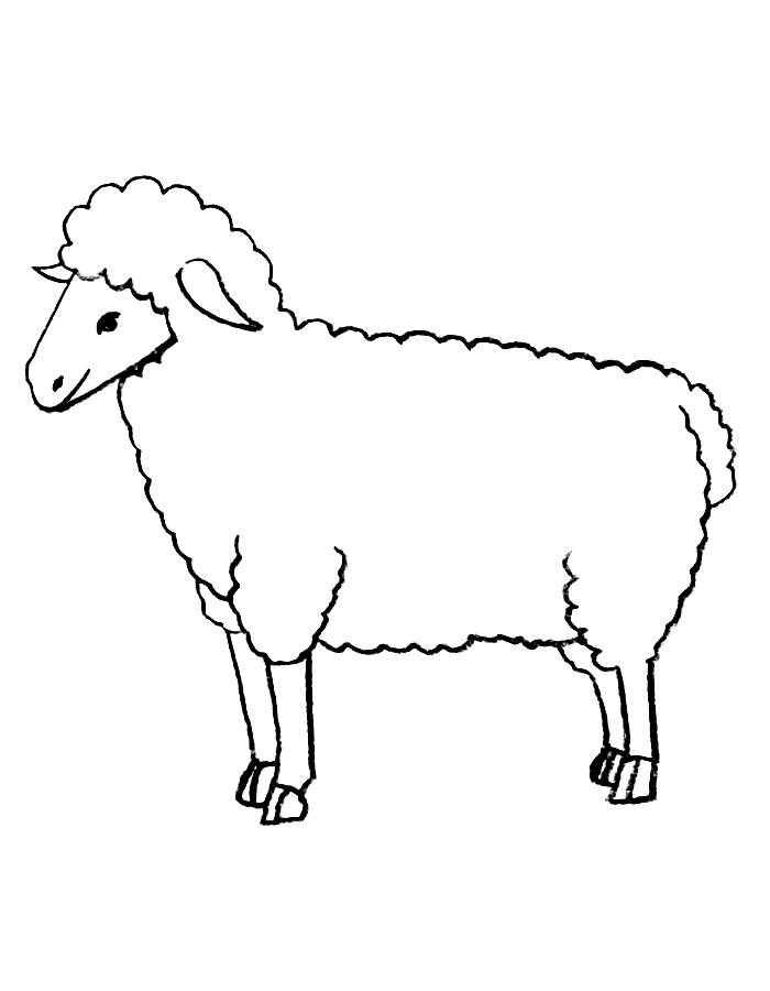 Sheep Drawing Coloring Page