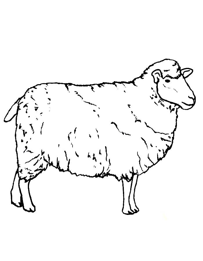 Sheep Line Art Coloring Page