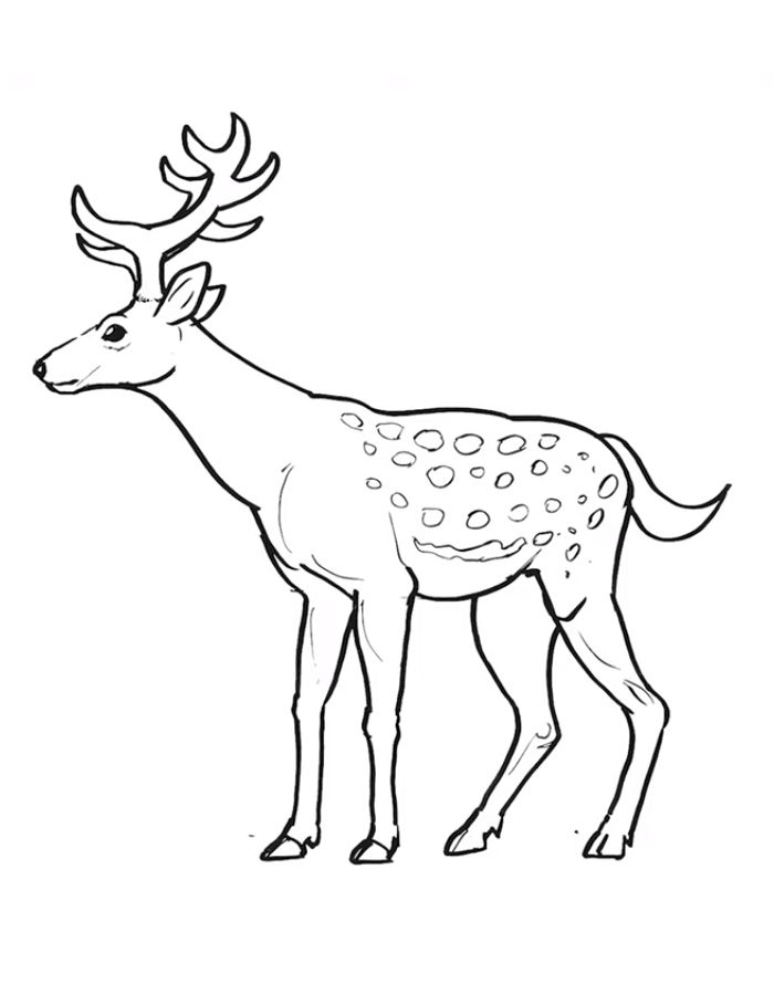 Sika Deer Coloring Page