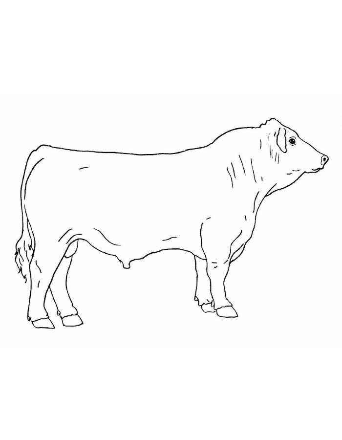 Simmental Cattle Drawing Simmental Cattle Drawing Coloring Page