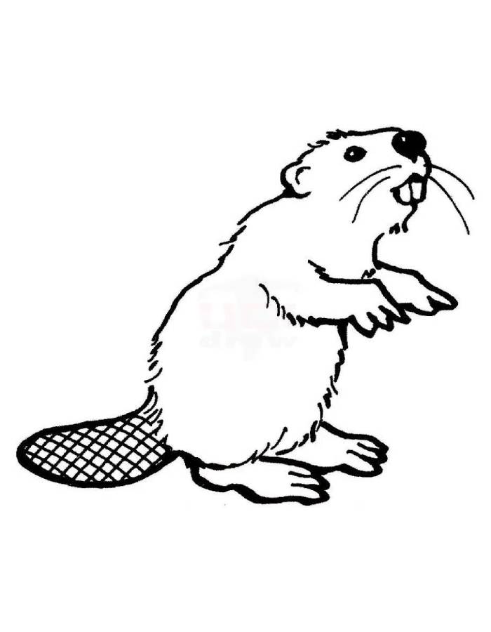 Simple Beaver Coloring Page