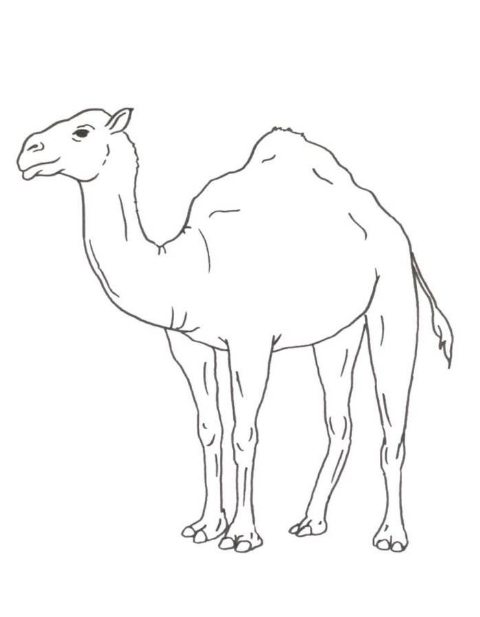Simple Camel Outline