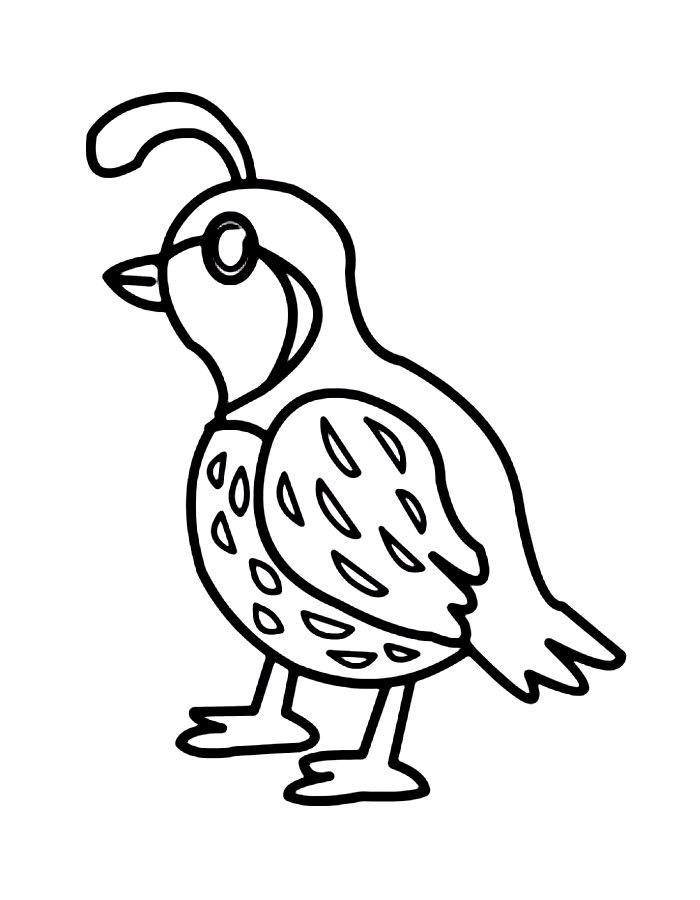 Simple Cute Quail Coloring Page