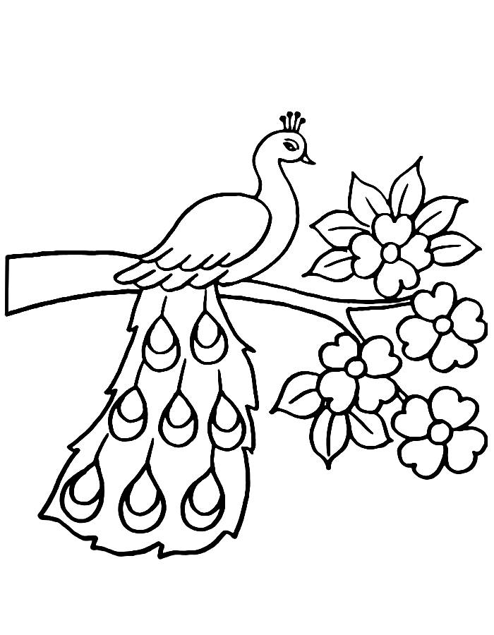 Simple Peacock Coloring Page