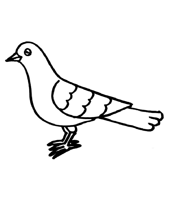 Simple Pigeon Bird Coloring Page