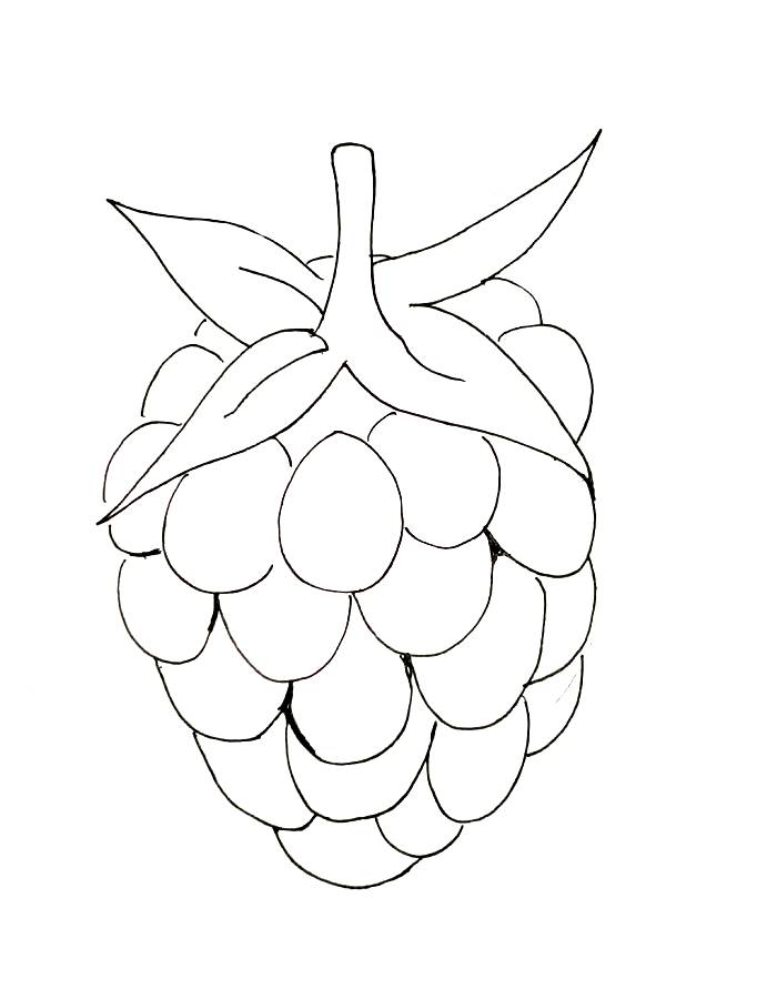 Simple Raspberry Outline Coloring Page