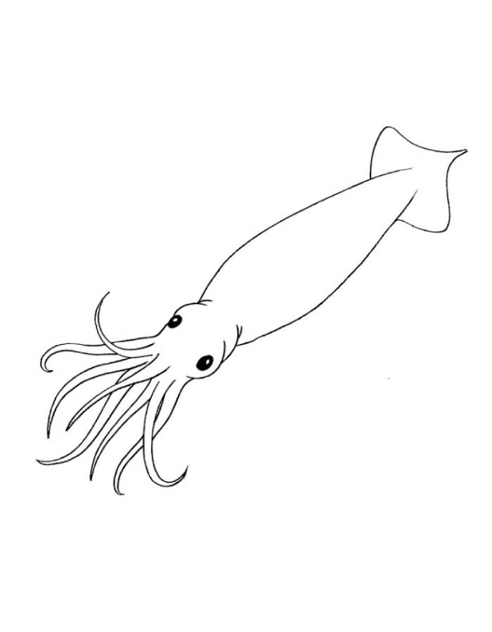 Simple Squid Drawing