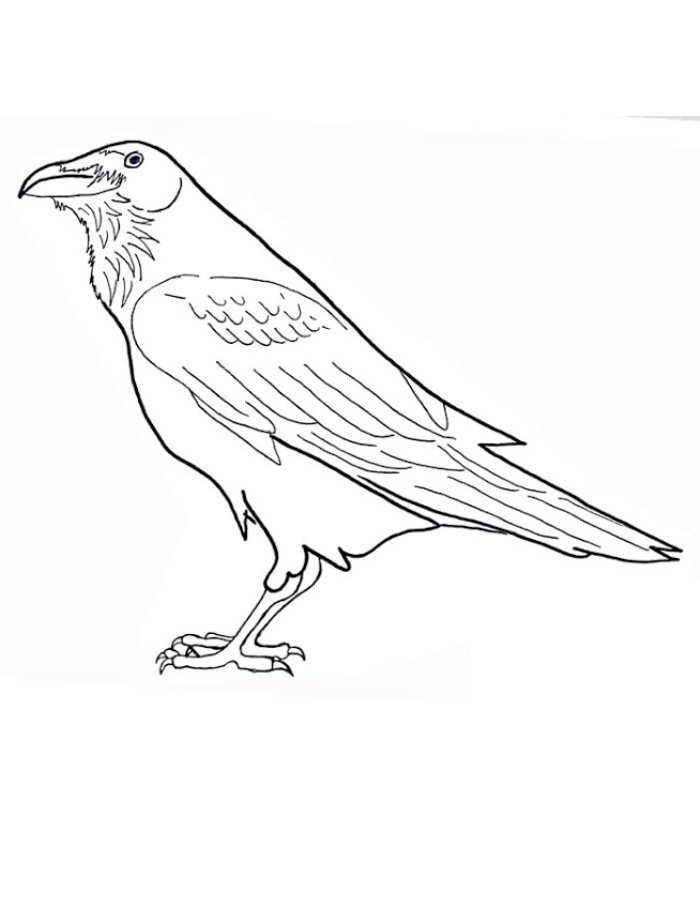 Sketching A Raven Coloring Page