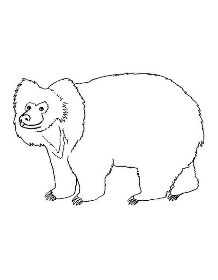 Sloth Bear